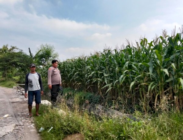 Polsek Prambon Pantau Tanaman Jagung Usia 75 Hari, Dukung Program Ketahanan Pangan